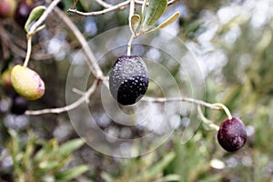 Olives on olive tree branch in Attica, Greece