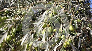 Olives on olive tree branch in Greece