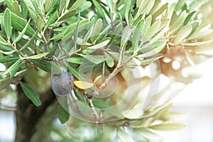 Olives on Olive Tree. Close up of Tuscan Olive branch hanging