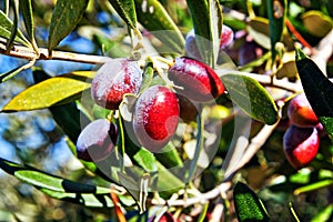 Olives on olive tree, Koroneiki variety