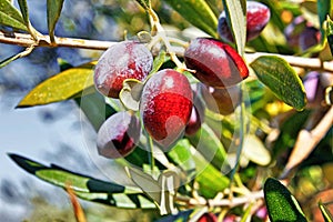 Olives on olive tree, Koroneiki variety