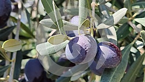 olives olive olive tree leaves ripe and semi ripe olives on the tree in autumn season in greece photo