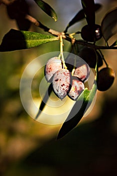 Olives on olive tree, semi-mountainous Messinia, Peloponnese, Greece