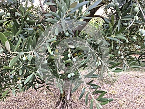 Olives plant with fruit, olive trees Olea europaea furnish food, oil and wood.