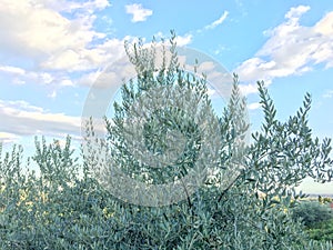 Olives plant with fruit, olive trees Olea europaea furnish food, oil and wood.