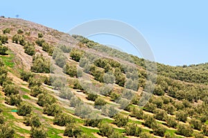 Olives plant at hill fields