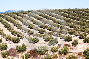 Olives plant in winter day