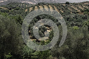 Olives plantation on the mountain slopes