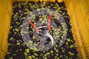 Olives with pliers in crate at farm