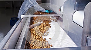 Olives in a processing machine