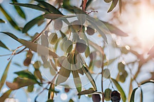 Olives ripen under the bright warm Mediterranean sun