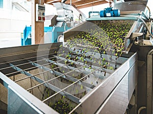 Olives rolling down into funnel in olive mill