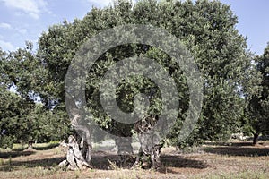 Olives in Salento and in Puglia photo
