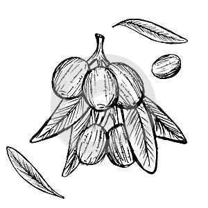 Olives sketch illustration sketch menu food photo