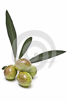 Olivy na robiť olej 