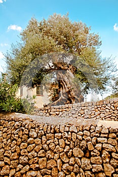 Olives Tree