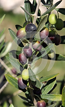 Olivy na strom 