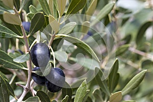 Olives in Tree - black