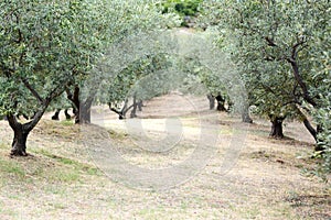 Olives tree field in Greece, Halkidiki, Mediterranean landscape