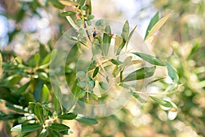 Olives in a tree in greece