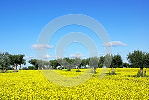 Olives tree in yellow field .