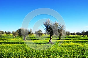 Olives tree, yellow flowers field