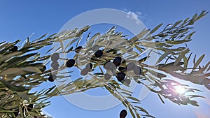 Olives trees branches
