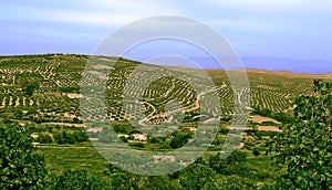 Olives trees, located in Jaen, Andalucia, Spain