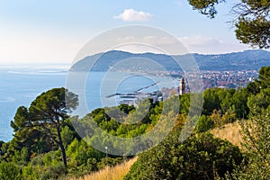 Olives trees and maritime pines on Italian coastline, Liguria