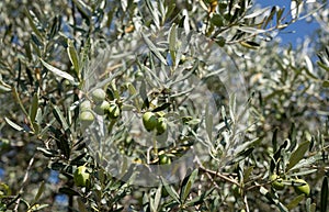 Olives on tress photo
