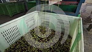 Olives washed by machine for after being processed into olive oil in Sardinia Italy