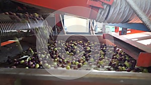 Olives washed for processing into olive oil in Sardinia Italy