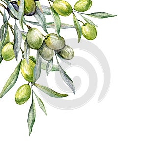 Olives Watercolor Illustration. Olive Branches Greenery Hand Painted Watercolor isolated on white background. Perfect for olive