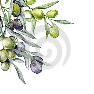 Olives Watercolor Illustration. Olive Branches Greenery Hand Painted Watercolor isolated on white background. Perfect for olive