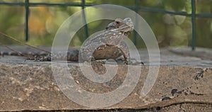 Oliviera Agama Lizard Basking Under Sun. Sandy Lizard Looking At Cam. Small Olive Lizard Sunbathing. Reptiles Of Turkey