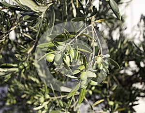 Olivo with olives photo