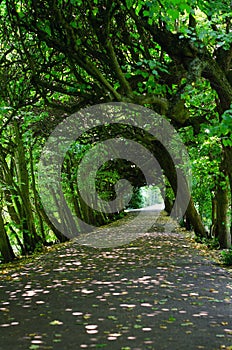 Oliwa park, tree tunnel