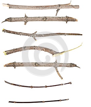 ÃÂ¡ollage dry tree twigs branches isolated on white background. pieces of broken wood plank on white background. close-up photo