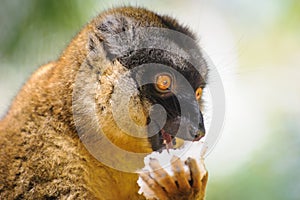 ÃÂ¡ollared brown lemur