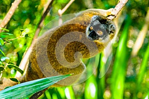 ÃÂ¡ollared brown lemur