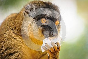 ÃÂ¡ollared brown lemur