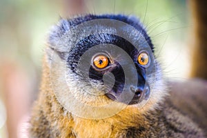 ÃÂ¡ollared brown lemur
