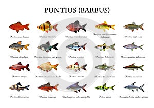 Ð¡ollection of bright fish from the family Puntius Barbus