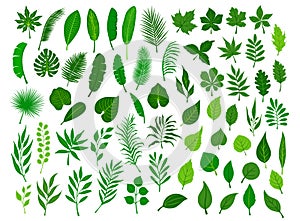 Ollection set of different green tropical, forest, park tree leaves branches twigs plants foliage