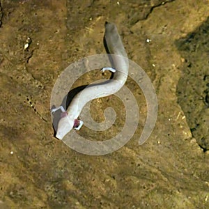 The olm, Proteus anguinus, an amphibious cave-dwelling animal that remains in the larval stage throughout its life