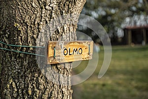 Olmo tree detail with little sign photo