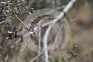 OLNEYA TESOTA BLOOM - JOSHUA TREE NP - 052420 A photo