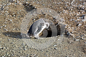 Ð¡olony of Magellanic penguins