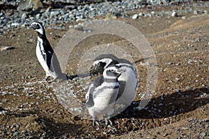 Ð¡olony of Magellanic penguins