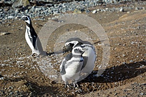 ÃÂ¡olony of Magellanic penguins